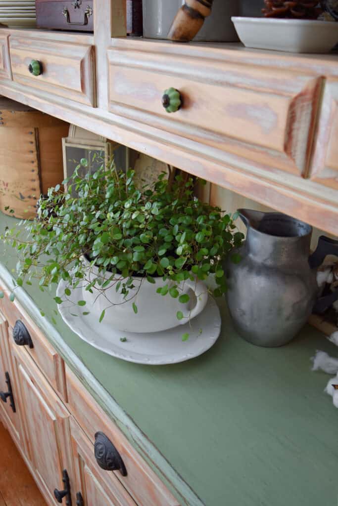 Green plant in vintage commode.