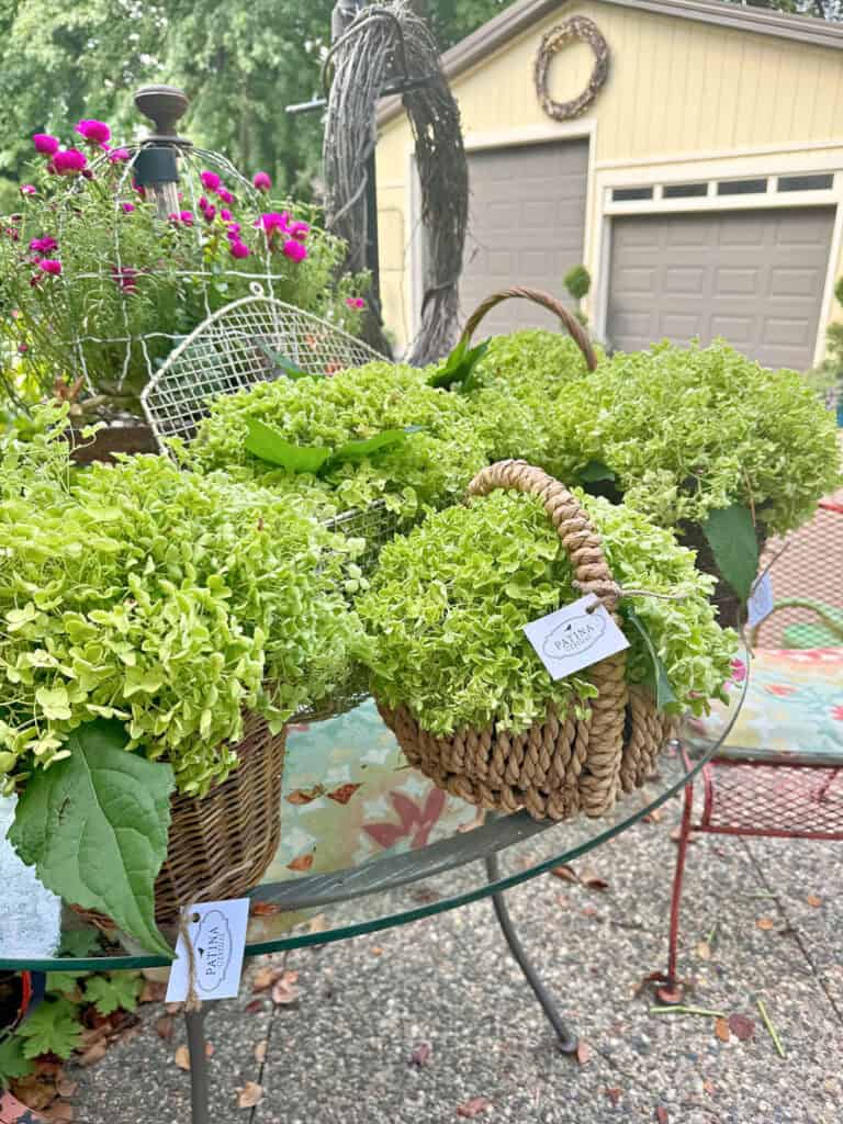Green hydrangeas in baskets.