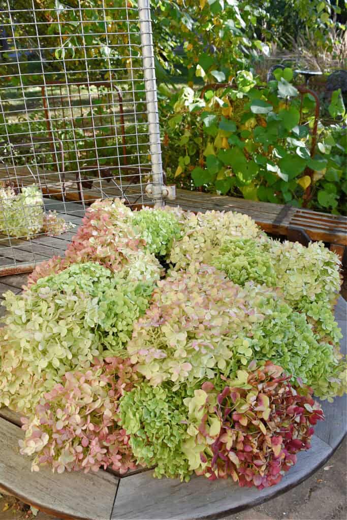 Making a fresh hydrangea wreath.