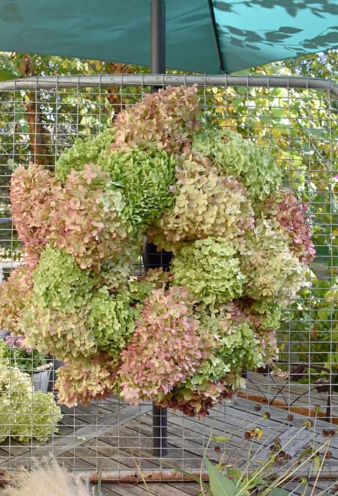 DIY hydrangea wreath hanging on garden gate.