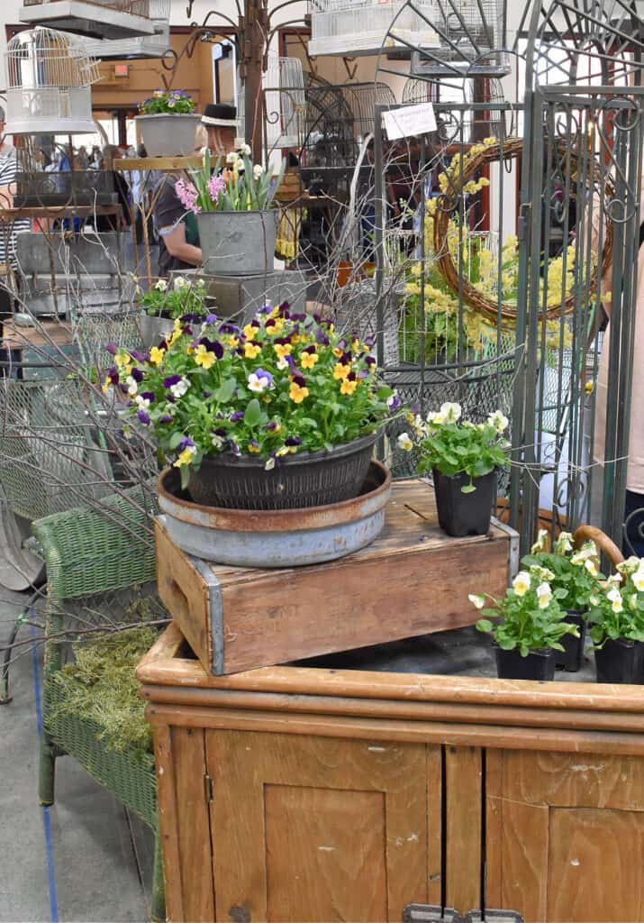 Pansies in pot for store display