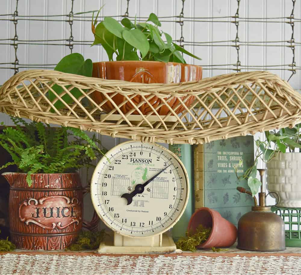 Vintage baby scale with plants display.