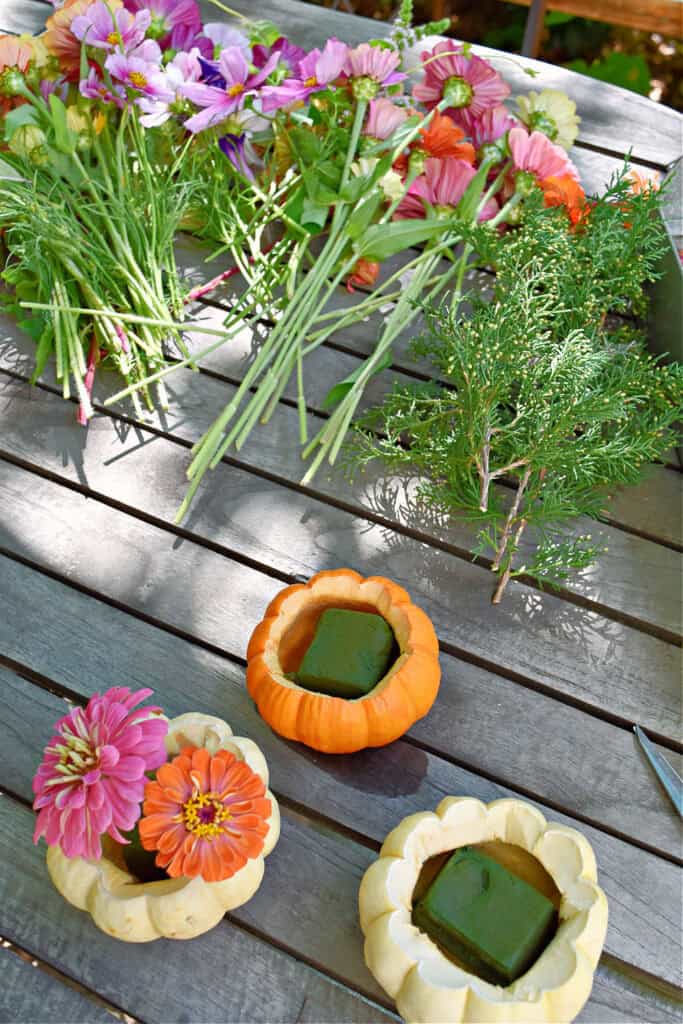 Arranging zinnias in mini pumpkins.