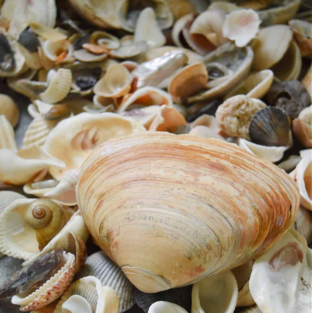 Large shell and bunch of seashells.