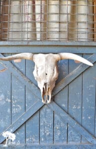 Cattle skull to use for photo styling tips using vintage and fresh flowers.