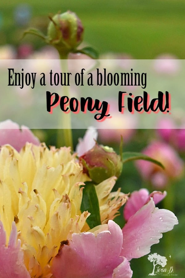 Peony Field Tour