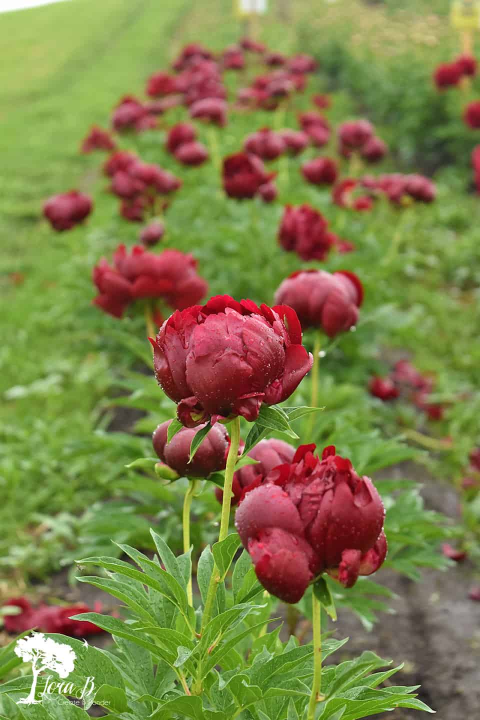 Peonies