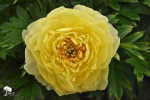 yellow peony