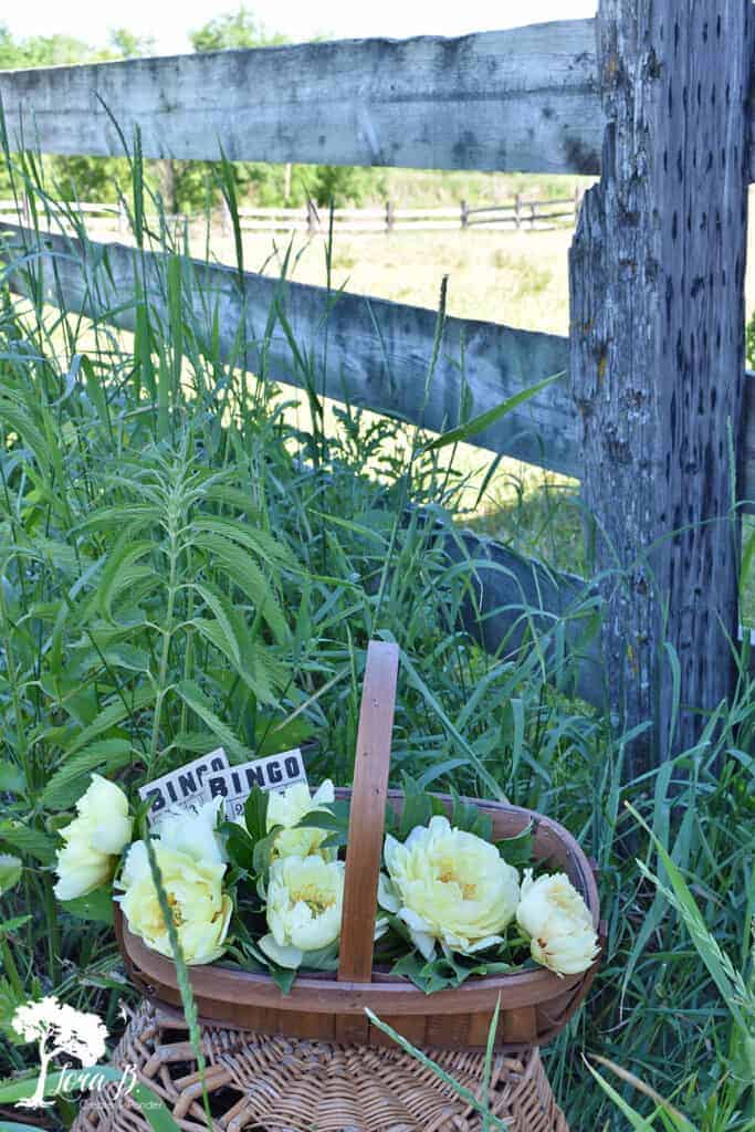 Fresh snipped peonies for Photo Styling Tips using vintage and flowers.