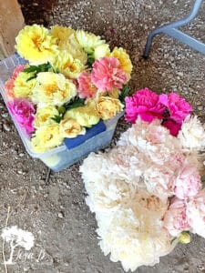 Fresh snipped peonies for Photo Styling Tips using vintage and flowers.