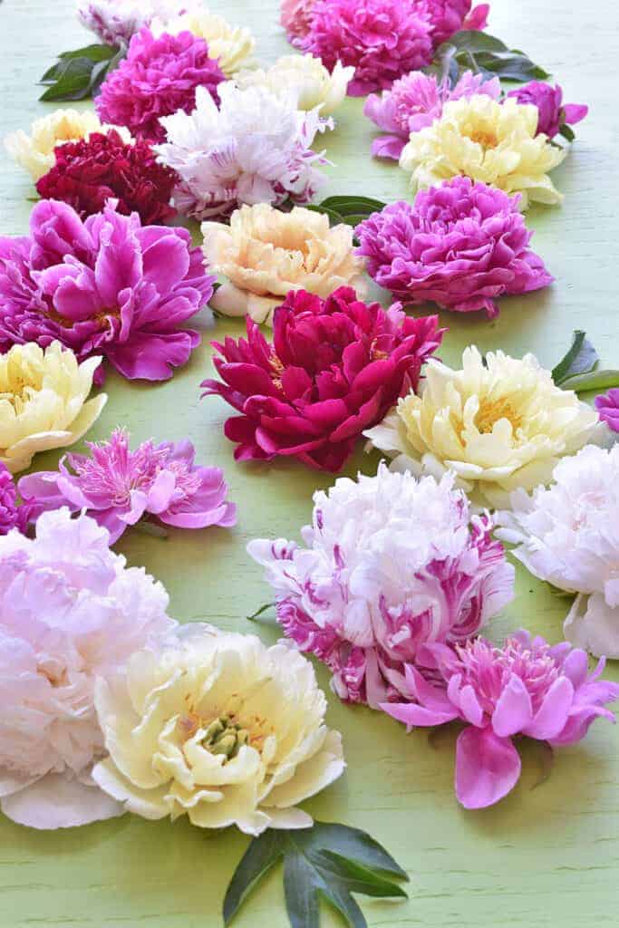 Fresh snipped peonies for Photo Styling Tips using vintage and flowers.