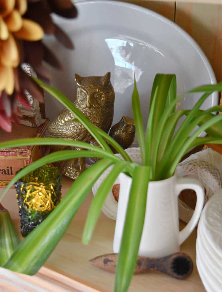 White small pitcher with plant.