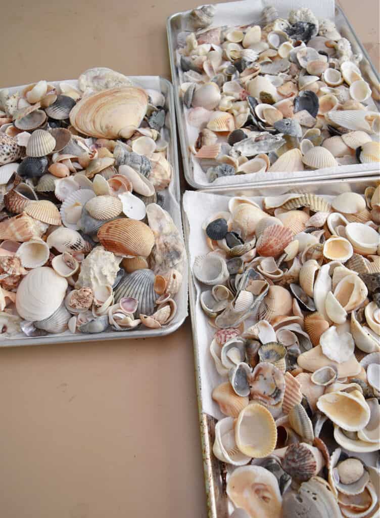 Seashells drying on cookie sheets.