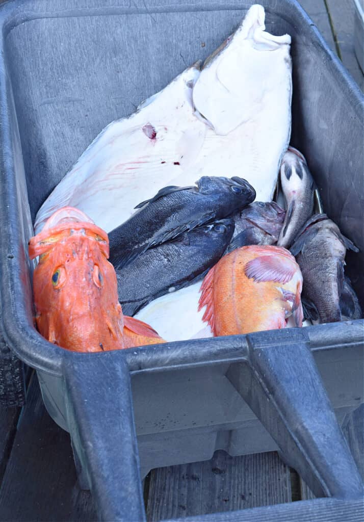 Fresh caught Alaskan fish