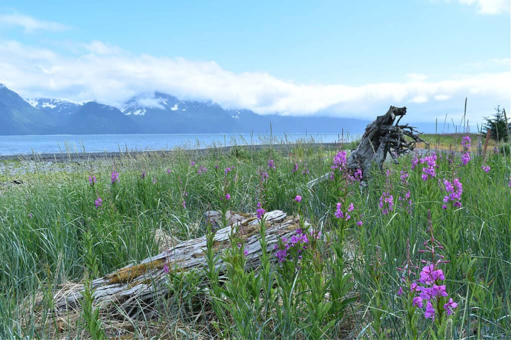 Beach in Seward Alaska