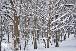 Snowy Junk Love