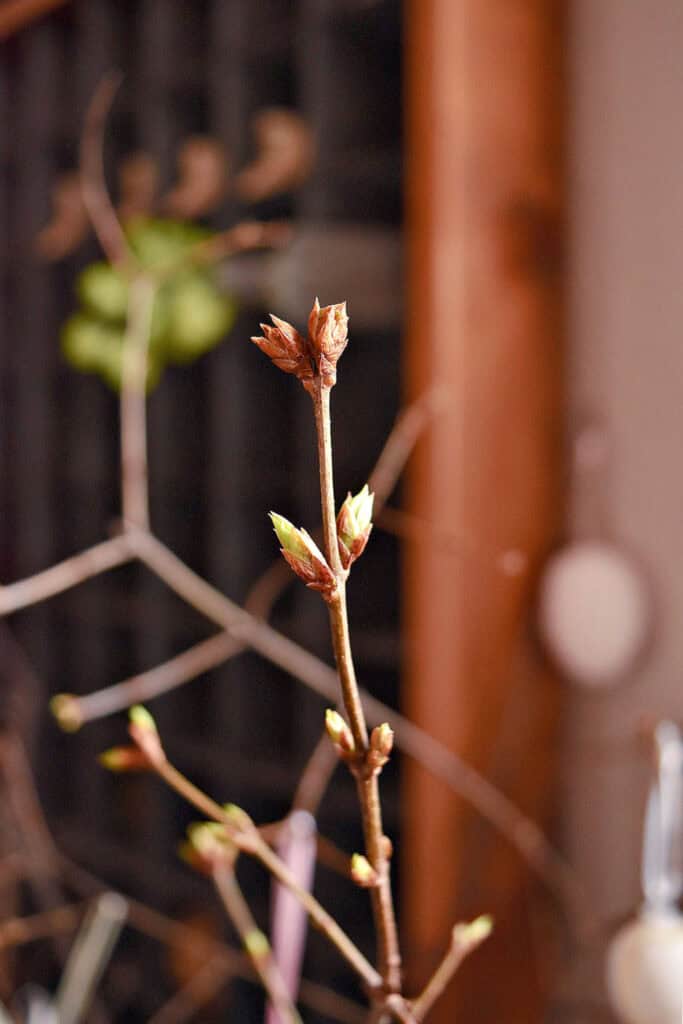 Forced branches buds.
