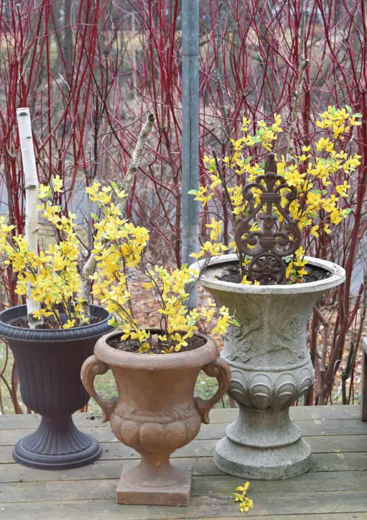 Faux forsythia branches as early outdoor container filler.