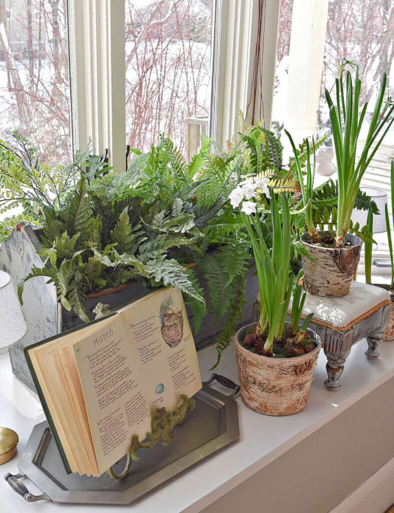 Ferns in old tool box, paper whites and garden book displayed open.
