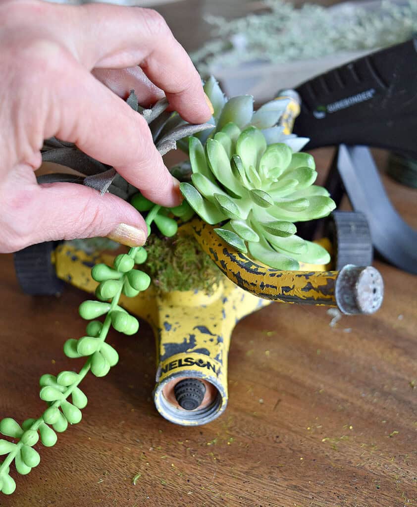 Old yellow sprinkler with succulents.