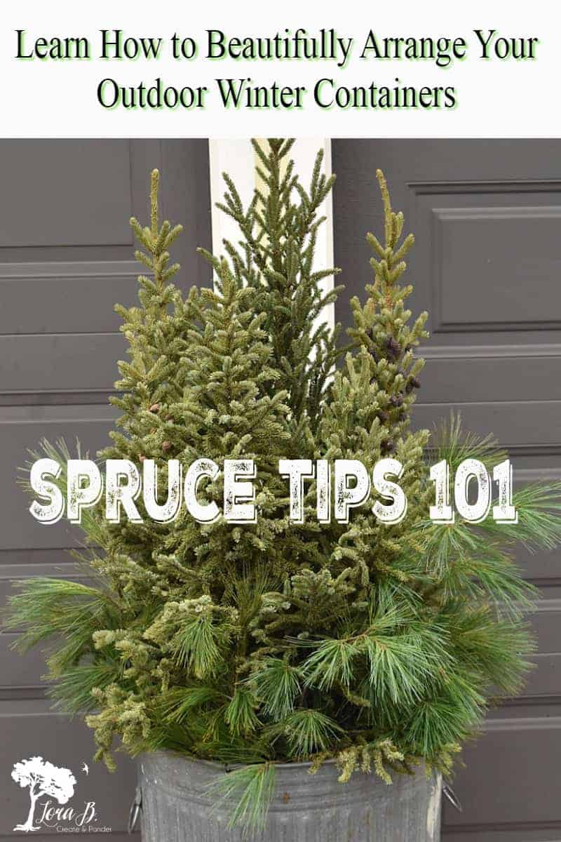 Spruce Tips 101