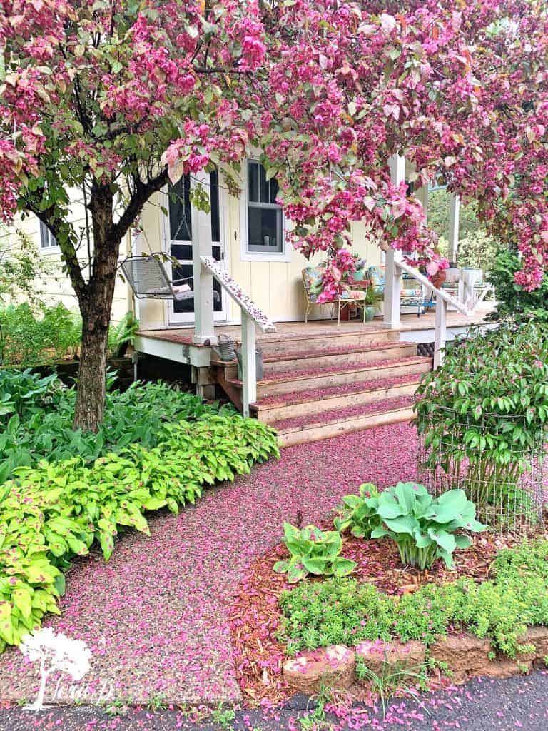 flowering crabapple tree