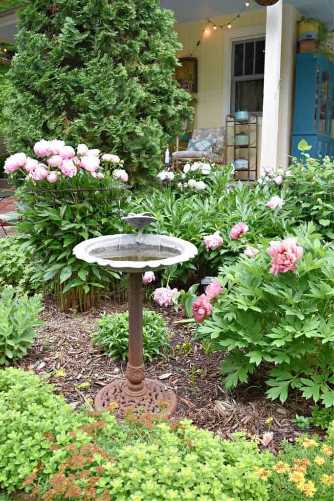 Peonies and birdbath in garden.