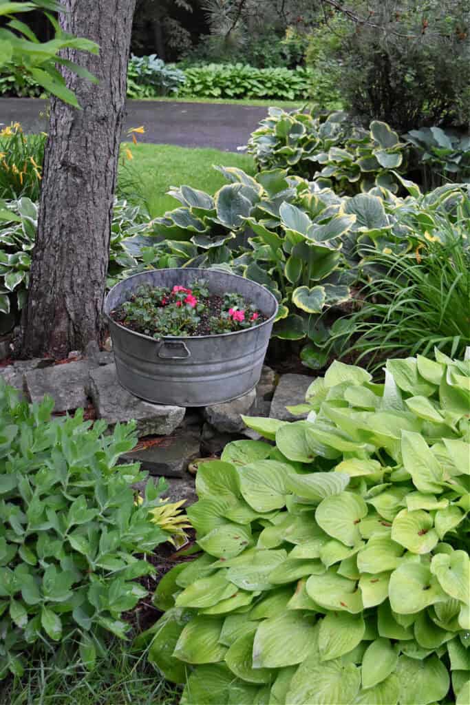 Hosta garden and flowers in metal washtub.