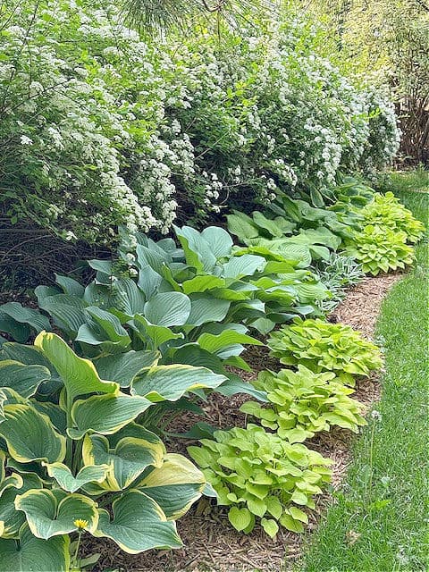 Hosta garden.