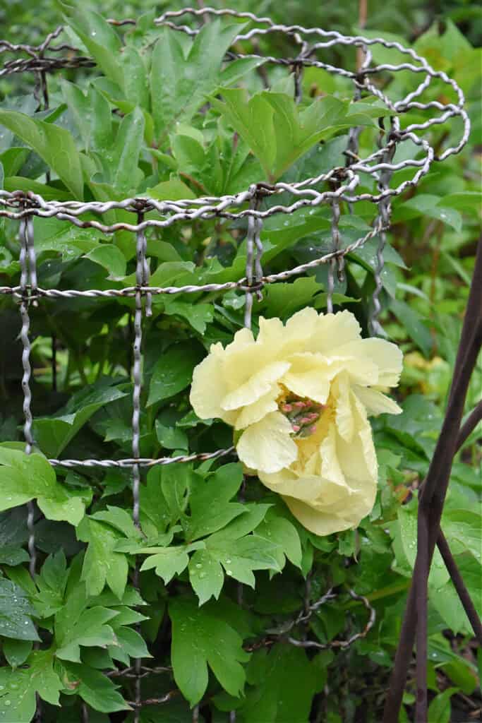 Yellow peony.
