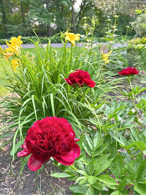 Red peony and yellow daylilies.