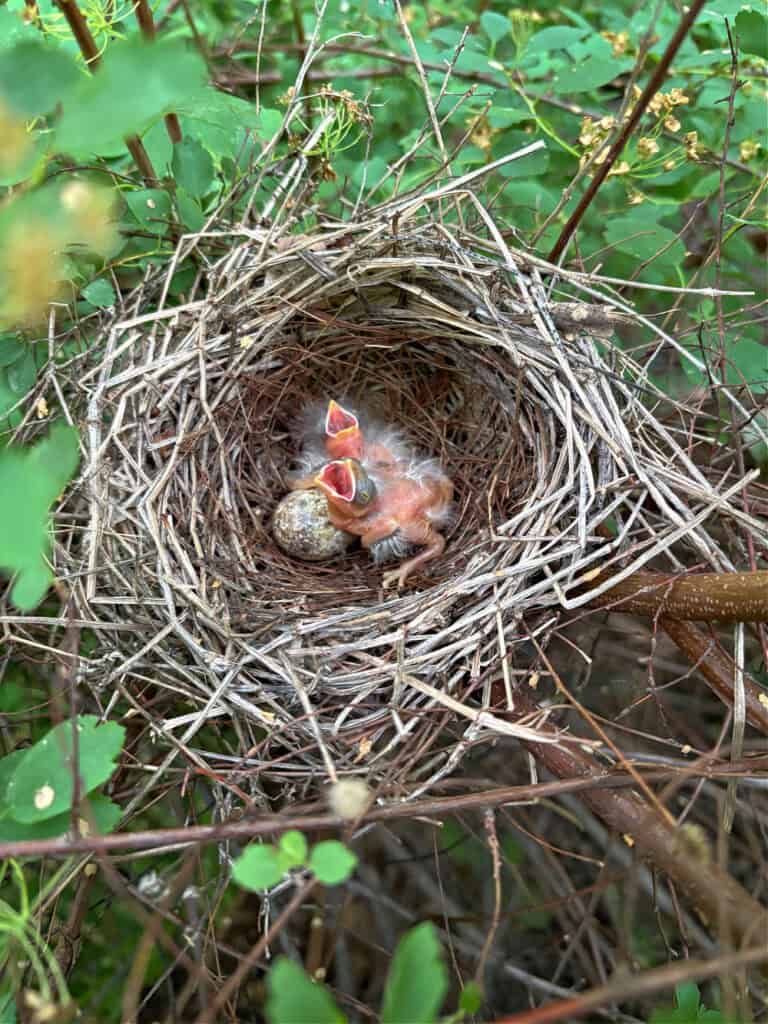 Baby birds in nest.