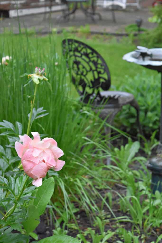 Pink peony in garden.