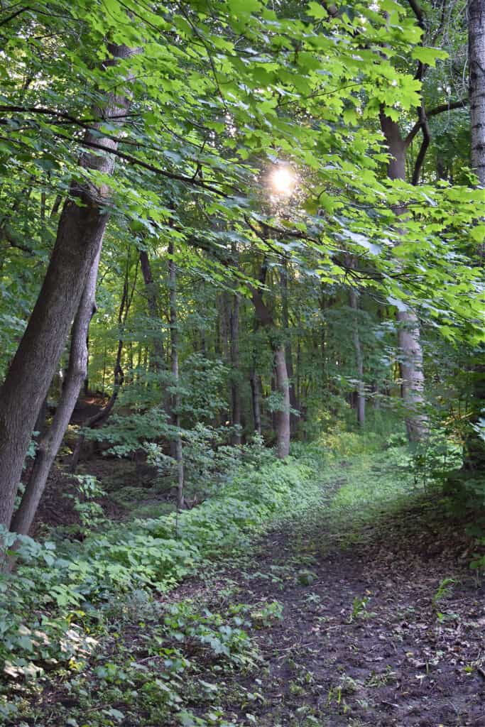 Woods and ravine.