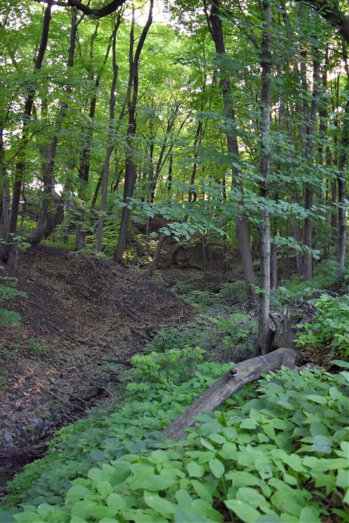 Woods and ravine.