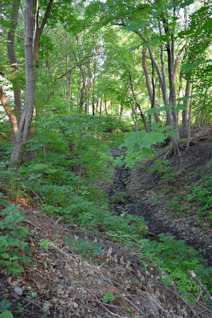 Woods and ravine.