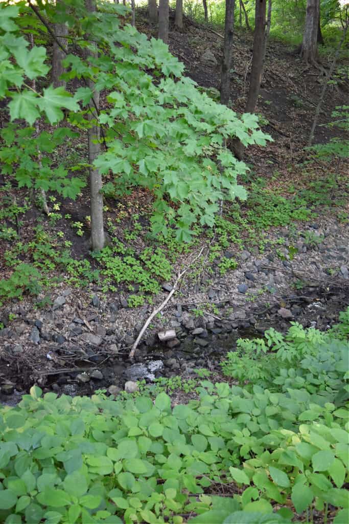 Ravine.