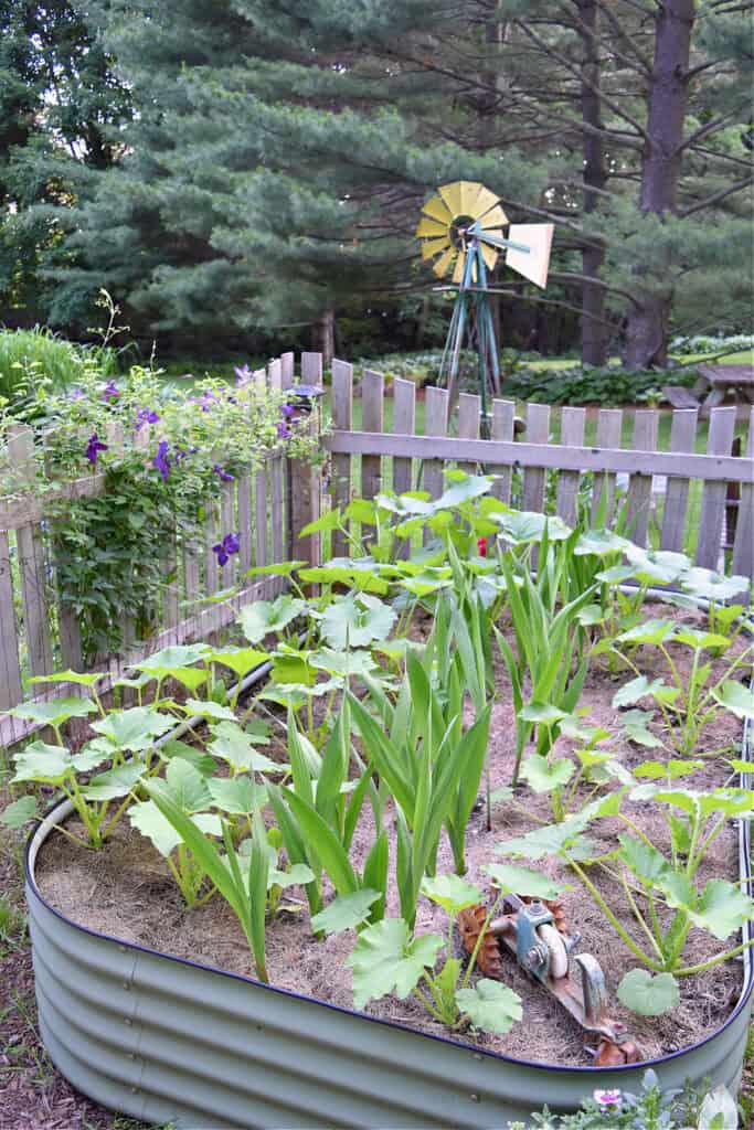 Vego raised bed gardens and vintage windmill with picket fence.