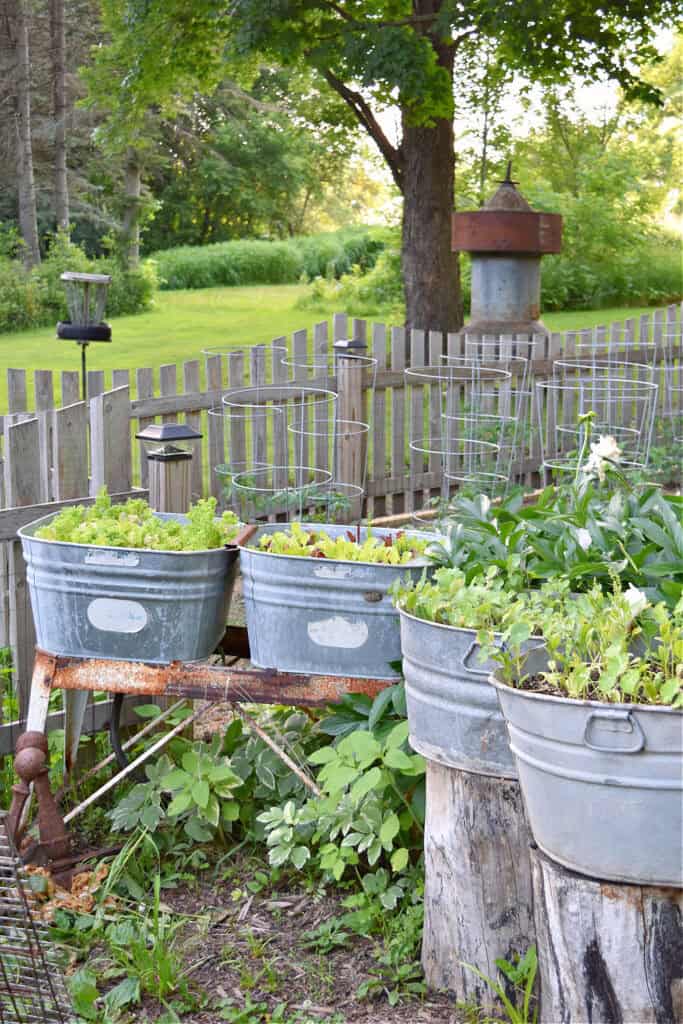 Vintage metal washtubs filled with lettuce and picket fence garden.