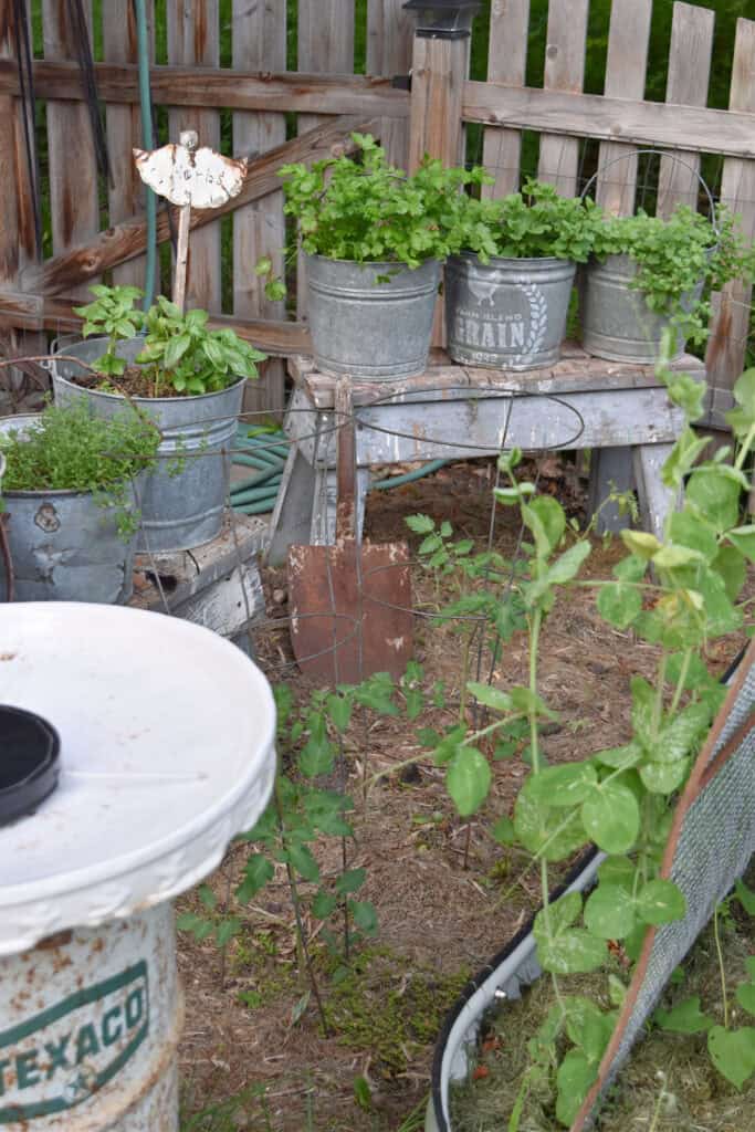 Old metal buckets filled with herbs in junk filled garden.