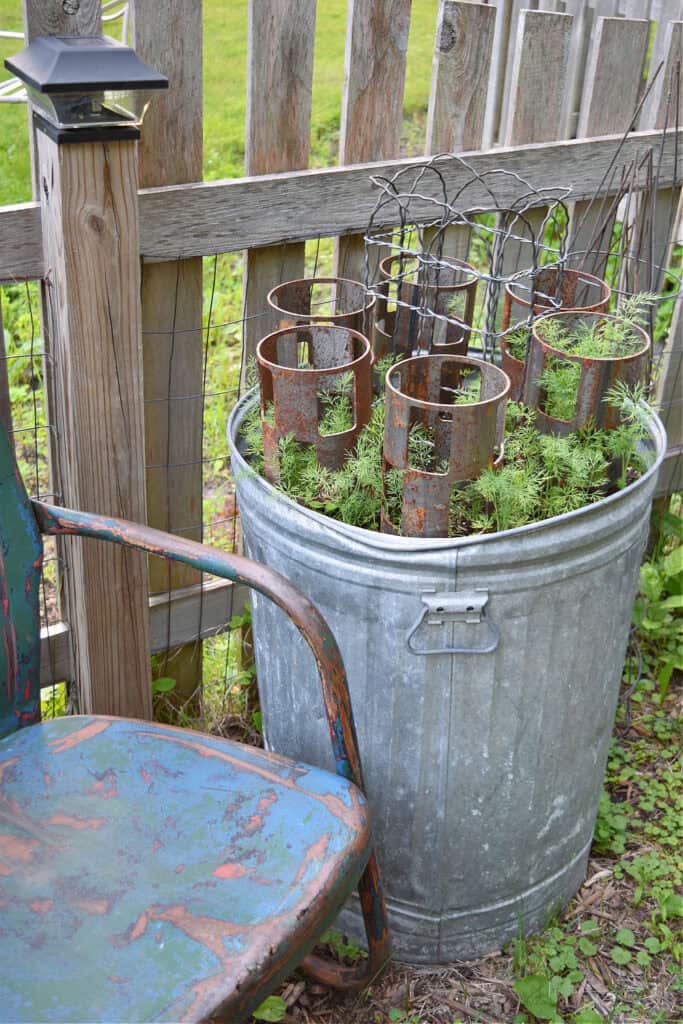 Old metal garbage can repurposed as garden container.