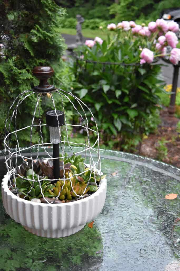 Succulent container on glass table.