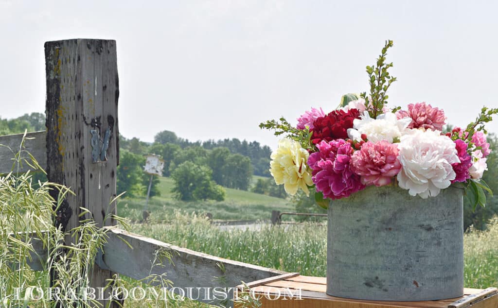 Peony flowers in metal bucket in farm field.