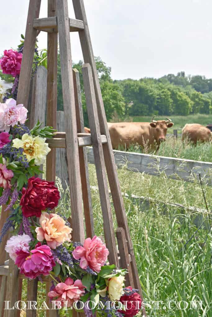 Peony flowers decorating tuteur and cow looking.