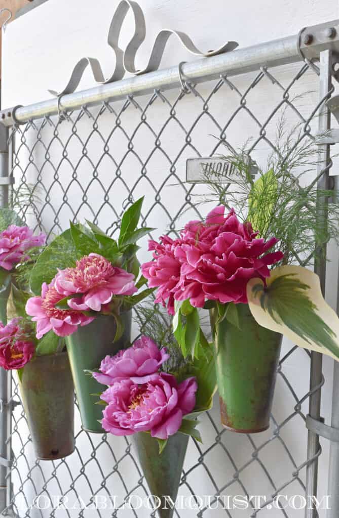 Pink peonies on old garden fence.