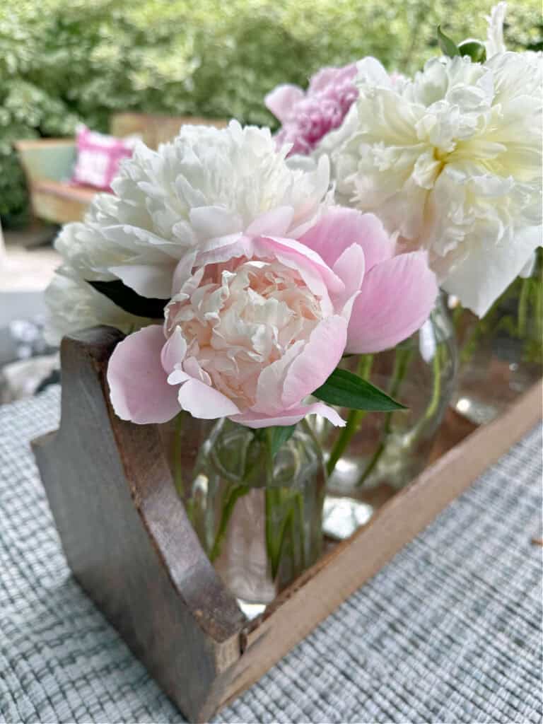 Peonies in tool caddy.