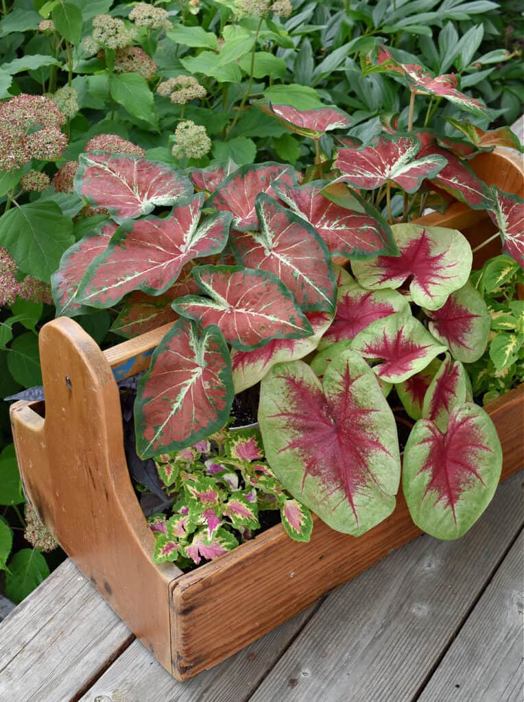 Variegated plants planted in wooden tool caddy.