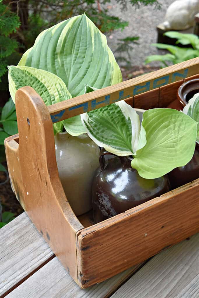 Stoneware jugs in vintage tool box caddy.