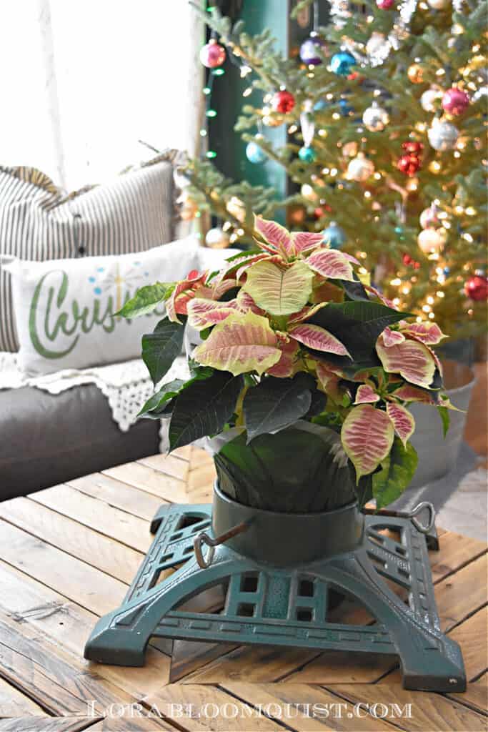 Poinsettia in tree stand