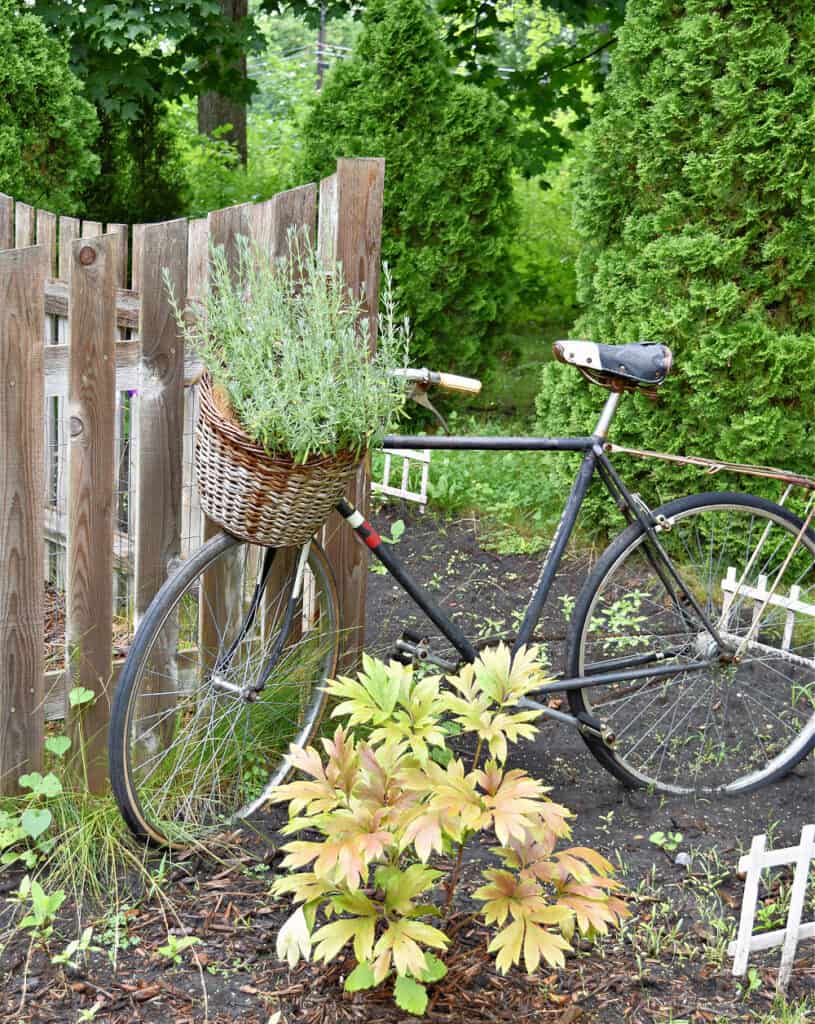 Vintage bike with basket, planted with lavendar.